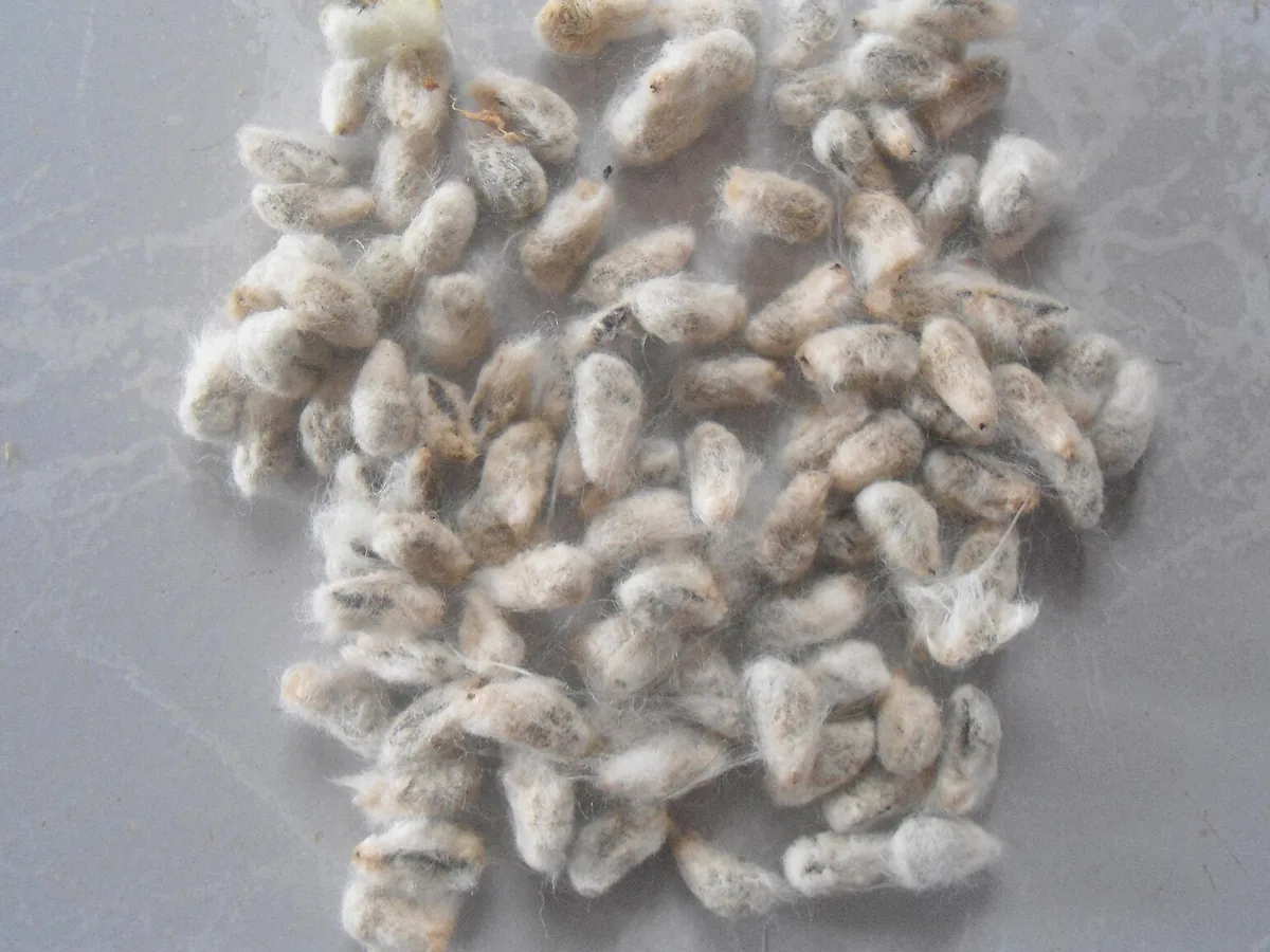 Paxta chigiti